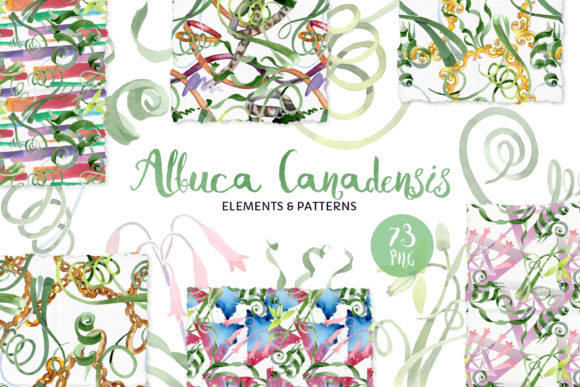 Albuca Canadensis Flowers Watercolor Illustrations