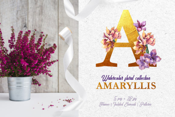 Amaryllis Watercolor Illustrations Review