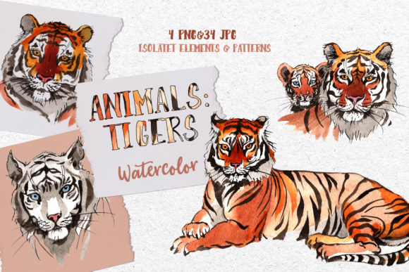 Animals Tigers Watercolor Illustrations Review