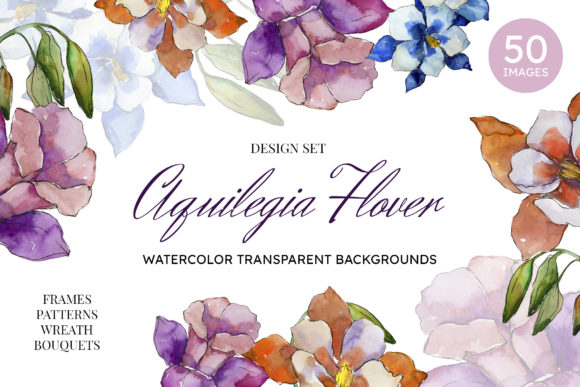 Aquilegia Flowers Velvet Season Watercolor Illustrations