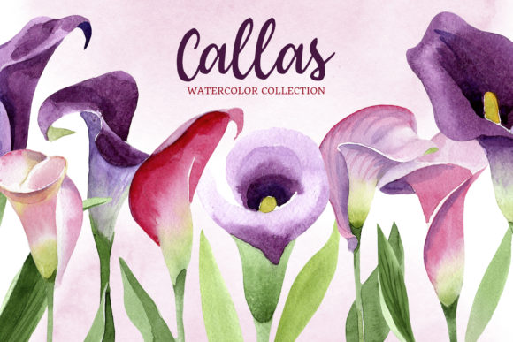 Calla Lily Watercolor Illustrations Review