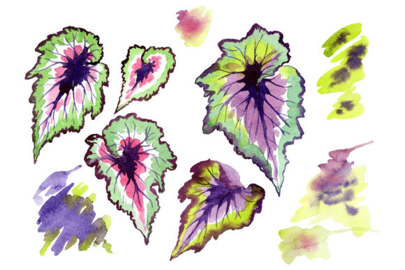 Nautilus-leaf Begonia Watercolor Illustrations Review