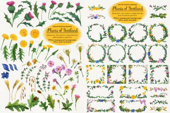 Plants of Scotland. Watercolor Illustrations