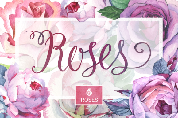 Romantic Roses Illustrations for Design