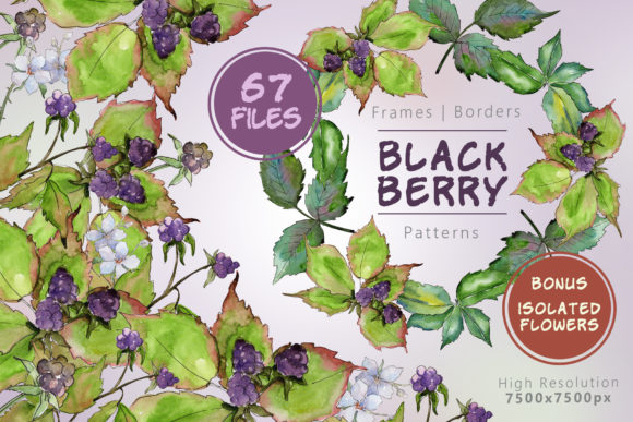 Sweetly Blackberry Watercolor Set Illustrations