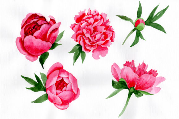Tender Wildflower Pink Peony Watercolor Set & Illustrations