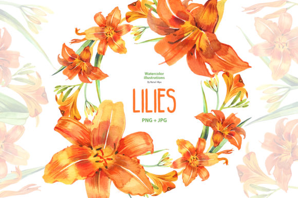 Watercolor Lilies Illustrations Review