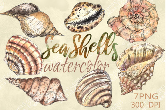 Watercolor Seashells Illustrations Review