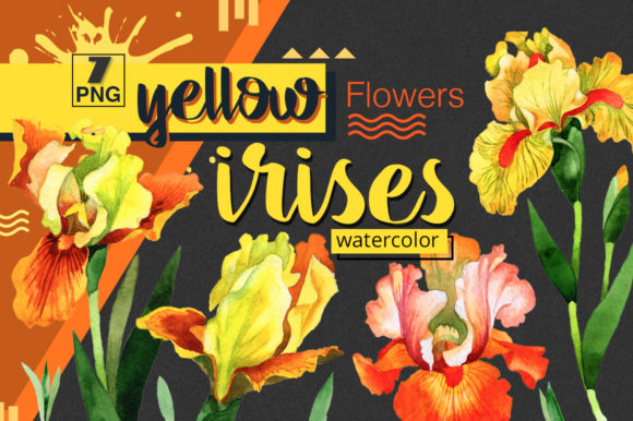 Yellow Irises Watercolor Clipart & Illustrations